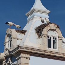 More storks in Faro